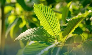 Is Kratom Addictive